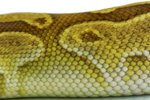Green burmese python fur texture Photos