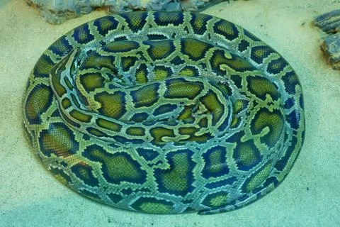Green burmese python 스톡 사진