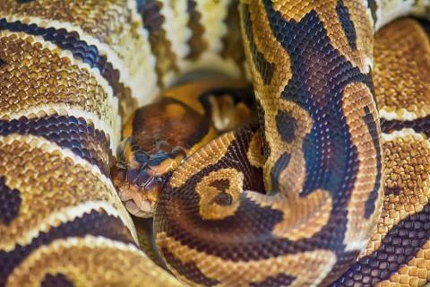 Green burmese python 스톡 사진