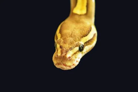 Green burmese python 写真素材