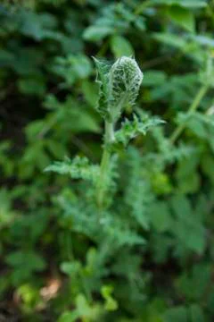 Green Burr Foto stock
