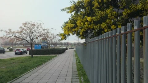 Green bus passing by mimosa tree in Sanchinarro Stock Footage 302205324