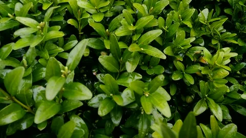 Green bush after rain. Stock Footage 238090803