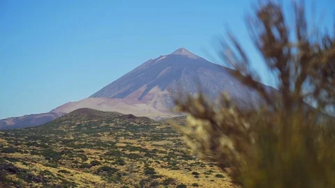Green bush on a background of mountains Stock Footage