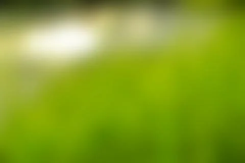 Green bush background Stock Photos