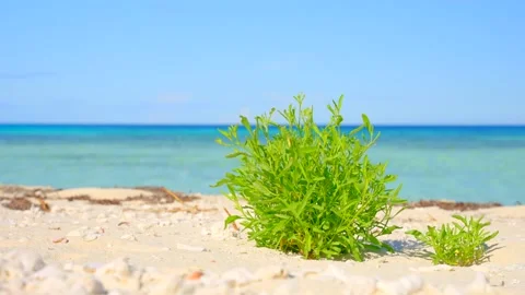 Green bush on the beach. Stock Footage 166691375