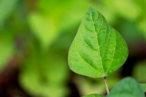 Green Bush Bean Leaf Foto stock