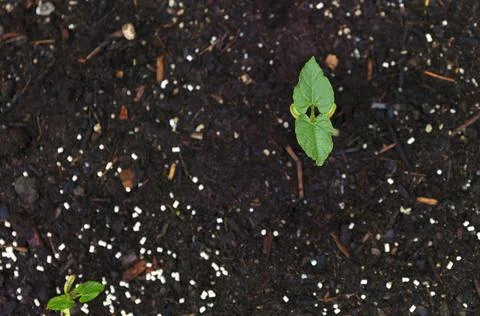Green bush beans sprouting from outside garden soil Stock Photos