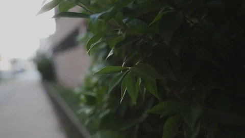 Green bush blowing in the wind during sunset Stock Footage 111345334