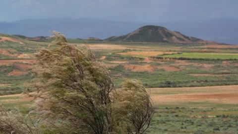 Green bush blowing in wind with hill landscape Stock Footage 337784767
