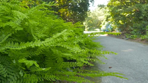 Green bush close-up with blur background man walking in the park Stock Footage 63392672