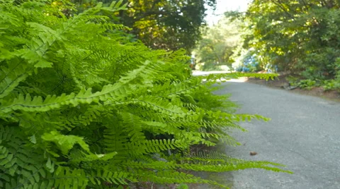 Green bush close-up with blur background man walking on camera in park Stock Footage 63392892