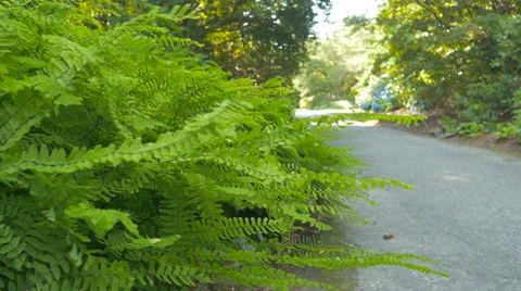 Green bush close-up with blur pathway park background Stock Footage 63392363