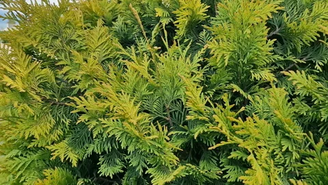 A green bush in close-up. Stock Footage 260388945