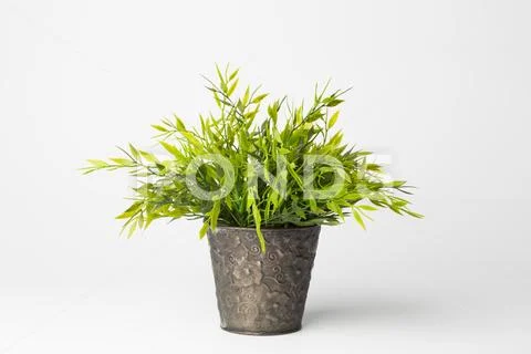 Green bush in a copper pot as a houseplant. Stock Photos