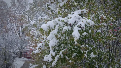 Green bush covered with snow. 動画素材 69769017