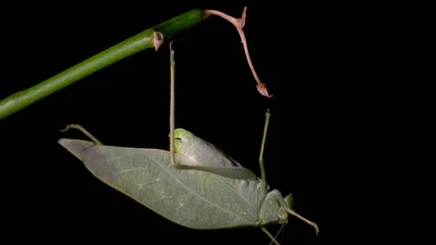 Green bush cricket Falls from Leaf 1000fps Slow Motion Stock Footage 191892416