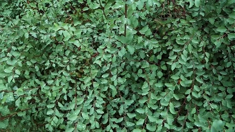 Green bush in dew Stock Footage 83760550