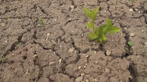 Green bush. Drought. Stock Footage 7768386