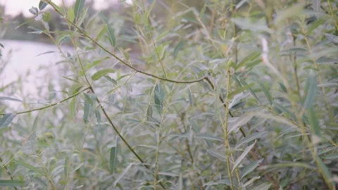 Green bush Stock Footage 248469804