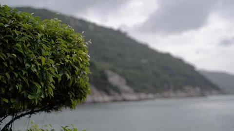 A green bush in the foreground and a mountain with a sea in the background Stock Footage 326307683