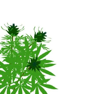 Green bush of hemp Stock Illustration