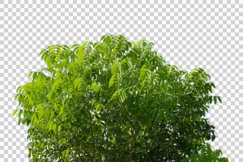 Green bush isolated transparency background. Stock Illustration