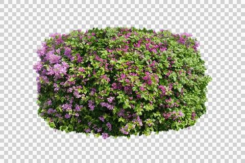 Green bush isolated transparency background.. Stock Photos