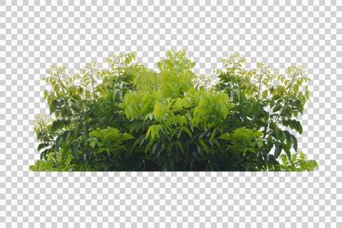 Green bush isolated transparency background.. Foto stock