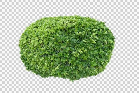 Green bush isolated transparency background. Stock Photos