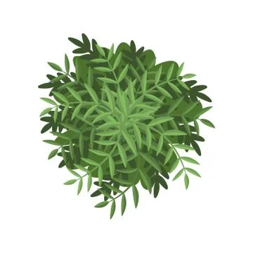 Green bush, landscape design element, top view vector Illustration on a white 스톡 일러스트