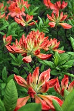 Green bush with large beautiful red and white flowers against the background  Stock Photos