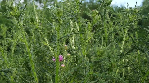 Green Bush on the Meadow Stock Footage 51340530