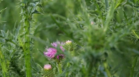 Green Bush on the Meadow Stock Footage 51340600