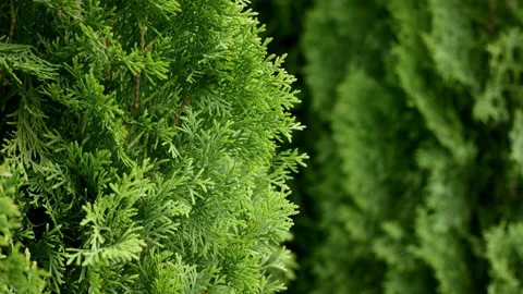 Green bush is moved by wind close-up on the background of another green bush Stock Footage 134671779