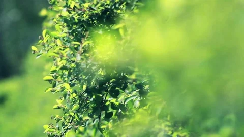 Green bush moving with wind . Stock Footage 74092172