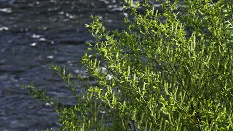 Green bush next to a river Stock Footage 266632486