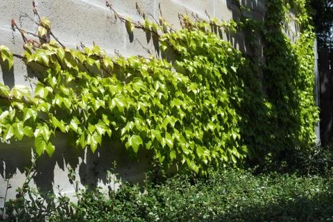 Green bush Foto stock