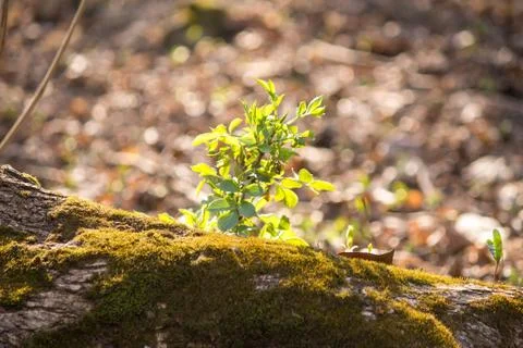 Green bush Stock Photos