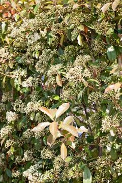 Green bush Free Stock Photos