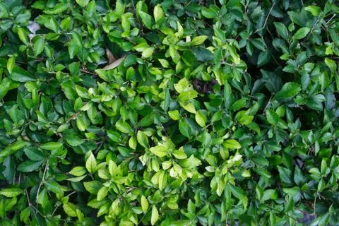 Green bush Stock Photos
