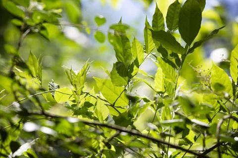 Green Bush Stock Photos