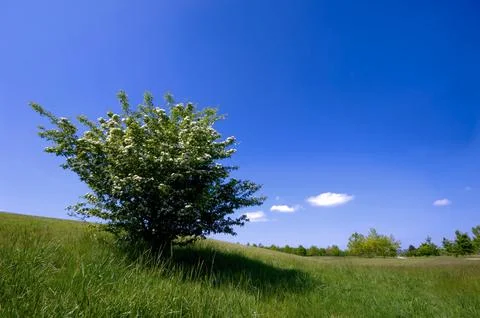 Green bush Stock Photos