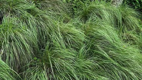 Green bush Stock Photos