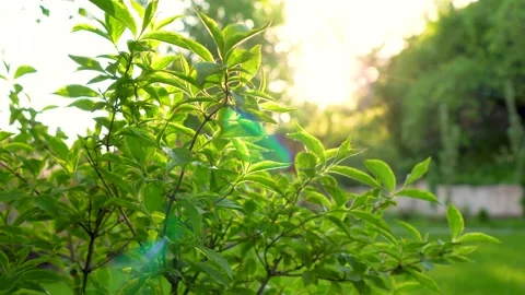 Green bush in the rays of the setting sun. Video stock 155250635