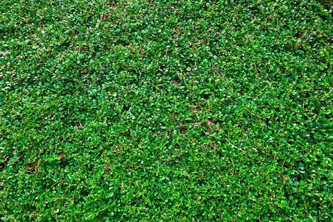 A green bush with a red fire hydrant 库存照片