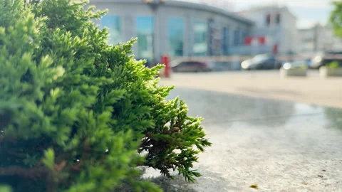Green Bush Rises From Stone Ledge Overlooking Busy Blurred City Square Stock Footage 335798247