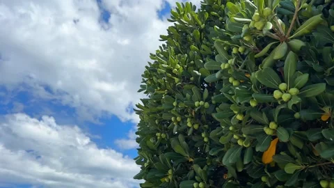 Green bush with small berries against a blue sky with white clouds Stock Footage 341663310