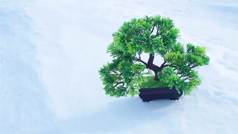 Green bush in snow Stock Footage 74054651