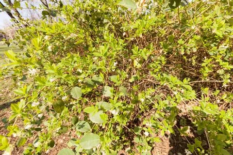 Green bush in spring Stock Photos
